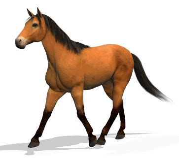 Horse Animation Porn Videos 